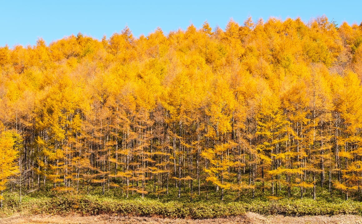 黄色い木々が広がる森。