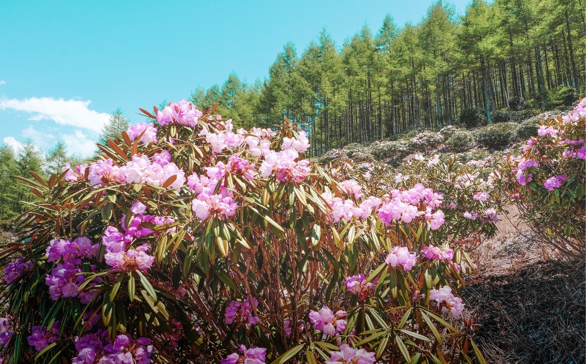 山を背景にした花畑の風景