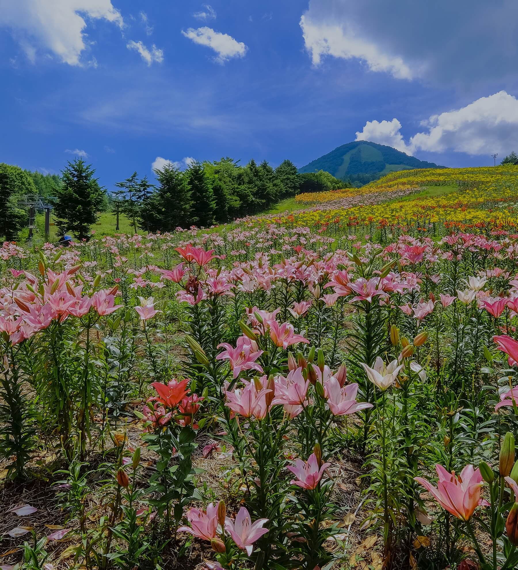 山を背景にした花畑の風景