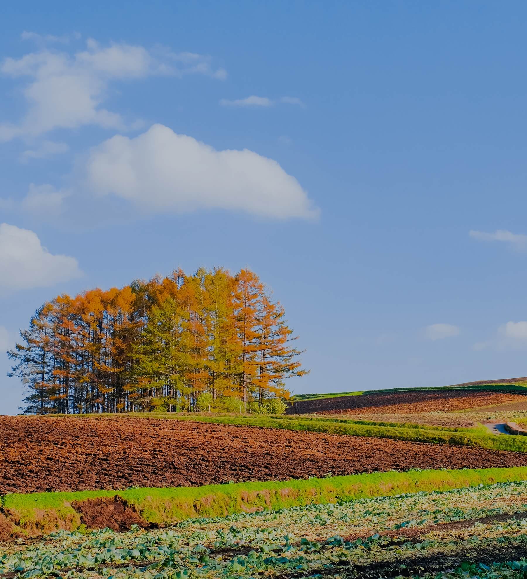 日光が木々の間から差し込む松林の風景