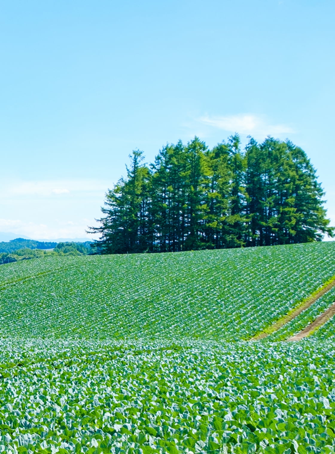 背景に木々がある緑のキャベツが生い茂る野原